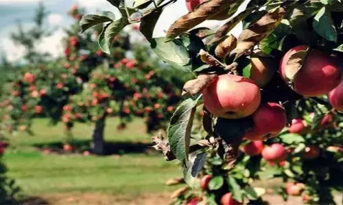 हिमाचल में बड़े सेब उत्पादकों को अब जमीन का ब्यौरा देना होगा हिमाचल में बड़े सेब उत्पादकों को अब जमीन का ब्यौरा देना होगा