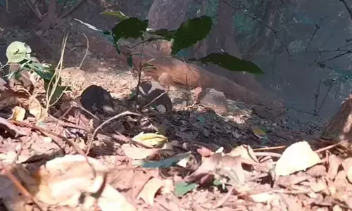 दंतेवाड़ा में सुरक्षा बलों की बड़ी सफलता, भारी विस्फोटक बरामद दंतेवाड़ा में सुरक्षा बलों की बड़ी सफलता, भारी विस्फोटक बरामद