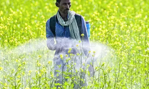 रबी फसलों की बुआई का कुल क्षेत्रफल बढ़कर 650 लाख हेक्टेयर के पार रबी फसलों की बुआई का कुल क्षेत्रफल बढ़कर 650 लाख हेक्टेयर के पार