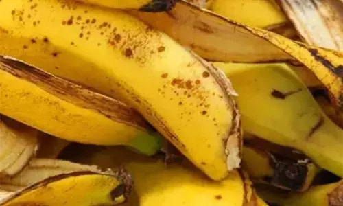 पोषक तत्वों से भरपूर केले का छिलका, सेहत के लिए वरदान