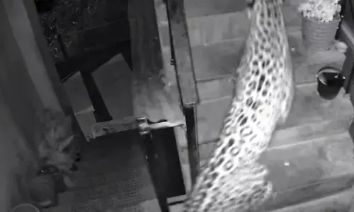 शिमला में सीसीटीवी में एक तेंदुआ घर में घुसते हुए हुआ कैद शिमला में सीसीटीवी में एक तेंदुआ घर में घुसते हुए हुआ कैद