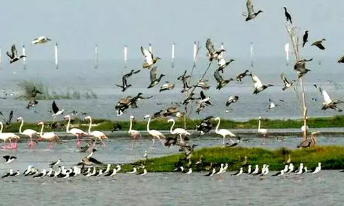 हीराकुंड जलाशय के पक्षियों की अनोखी दुनिया