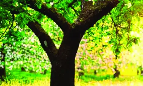 ओ वसंत! तुम्हें मनुहारता कचनार ओ वसंत! तुम्हें मनुहारता कचनार