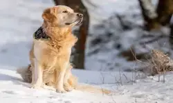 Himachal Pradesh: तीन दिन तक मालिक के शव का पहरा देता रहा पालतू कुत्ता, चार फुट बर्फ में वफादारी की मिसाल