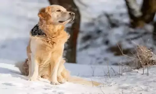 Himachal Pradesh: तीन दिन तक मालिक के शव का पहरा देता रहा पालतू कुत्ता, चार फुट बर्फ में वफादारी की मिसाल Himachal Pradesh: तीन दिन तक मालिक के शव का पहरा देता रहा पालतू कुत्ता, चार फुट बर्फ में वफादारी की मिसाल