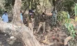 बालोद के जंगल में प्रेमी ने की महिला की निर्मम हत्या, पुलिस ने किया खुलासा