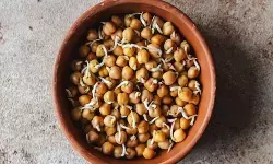 काला चना: भारी नहीं, बल्कि संतुलित आहार काला चना, मांसपेशियों के लिए संजीवनी