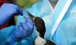 बिहार: दरभंगा में एवियन इन्फ्लुएंजा की पुष्टि, हाई अलर्ट जारी बिहार: दरभंगा में एवियन इन्फ्लुएंजा की पुष्टि, हाई अलर्ट जारी