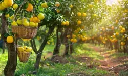 छोटे किसान भी लगा रहे हैं फलों के बगीचे