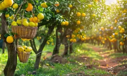 छोटे किसान भी लगा रहे हैं फलों के बगीचे छोटे किसान भी लगा रहे हैं फलों के बगीचे