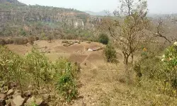 जंगल कैसे बचाते हैं पातालकोट के भारिया?