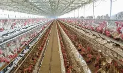 तमिलनाडु के नामक्कल में पोल्ट्री फार्मों में हाई अलर्ट, बर्ड फ्लू के बाद बायोसिक्योरिटी सख्त तमिलनाडु के नामक्कल में पोल्ट्री फार्मों में हाई अलर्ट, बर्ड फ्लू के बाद बायोसिक्योरिटी सख्त