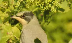 छारी-ढंढ वेटलैंड बना रामसर साइट, ग्रे हाइपोकोलियस बना मुख्य आकर्षण