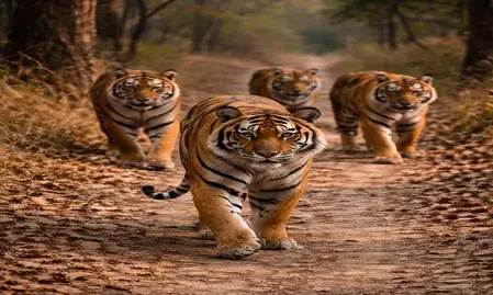 मध्य प्रदेश: हाईकोर्ट ने बाघों की मृत्यु में अचानक हुई वृद्धि पर मांगी रिपोर्ट