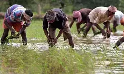 विविधता की खेती का जवाब नहीं विविधता की खेती का जवाब नहीं