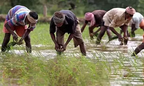 विविधता की खेती का जवाब नहीं