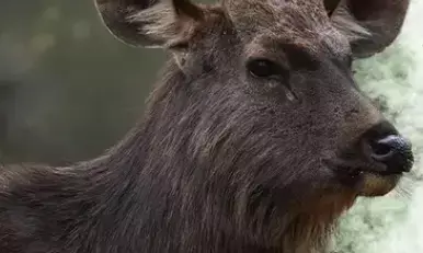 भारत का सबसे बड़ा हिरण: विशाल कद और ऐसे पैंतरे, जिनके सामने कांपते हैं शिकारी