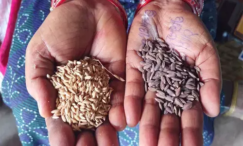 कर्नाटक में देसी बीज बचाने वाली महिलाएं कर्नाटक में देसी बीज बचाने वाली महिलाएं