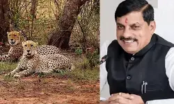 प्रोजेक्ट चीता बना दुनिया का सबसे सफल वन्यजीव अभियान प्रोजेक्ट चीता बना दुनिया का सबसे सफल वन्यजीव अभियान