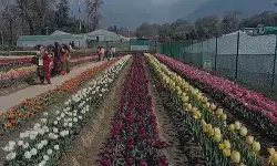 हिमाचल प्रदेश का पहला ट्यूलिप गार्डन, 70 हजार से ज्यादा पर्यटकों ने किया दीदार