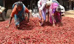 तमिलनाडु में मिर्च की फसल खराब होने से और तीखी होगी मिर्ची तमिलनाडु में मिर्च की फसल खराब होने से और तीखी होगी मिर्ची