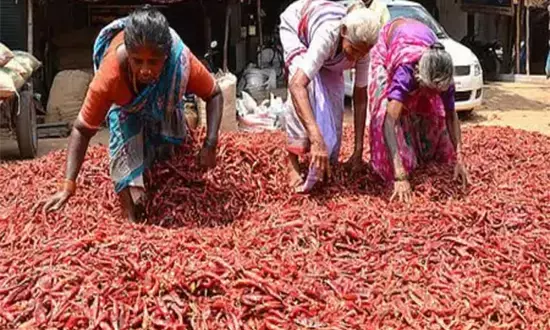 तमिलनाडु में मिर्च की फसल खराब होने से और तीखी होगी मिर्ची