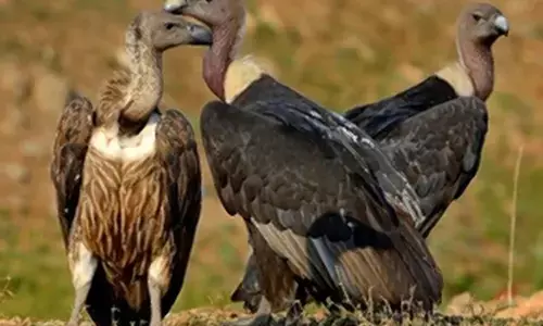 नीलगिरी क्षेत्र में 7-8 मार्च को होगी गिद्धों की गणना, तमिलनाडु, केरल और कर्नाटक वन विभाग मिलकर करेंगे सर्वे