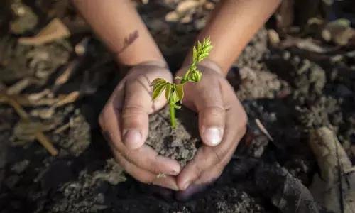 ‘मां के नाम एक पेड़’ अभियान से बदलेगी पर्यावरण की तस्वीर – देवनानी