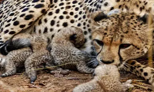 कूनो में खुशखबरी: मादा चीता ज्वाला ने दिए पांच शावकों को जन्म, तीसरी बार बनी मां; भारत में संख्या पहुंची 53 कूनो में खुशखबरी: मादा चीता ज्वाला ने दिए पांच शावकों को जन्म, तीसरी बार बनी मां; भारत में संख्या पहुंची 53