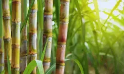 गोवा में गन्ना उत्पादन में भारी गिरावट