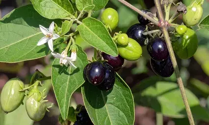 आयुर्वेद की जादुई जड़ी-बूटी मकोय, जो है त्रिदोषनाशक