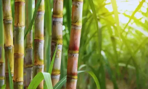 गोवा में गन्ना उत्पादन में भारी गिरावट