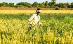 गुजरात के किसानों को पीएम किसान की 22वीं किस्त में 1,028 करोड़ रुपए से ज्यादा मिलेंगे गुजरात के किसानों को पीएम किसान की 22वीं किस्त में 1,028 करोड़ रुपए से ज्यादा मिलेंगे