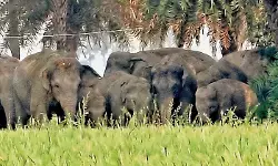 जमुई में हाथियों का आतंक, गेहूं की फसल रौंदी