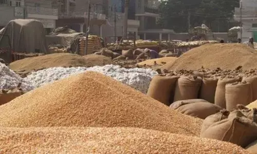 हनुमानगढ़ मंडियों में गेहूं खरीद पर घमासान