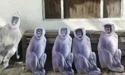 चोर बंदरों से राष्ट्रपति मुर्मू का चश्मा बचाने का जुगाड़, वृंदावन में लगेंगे लंगूरों के कटआउट