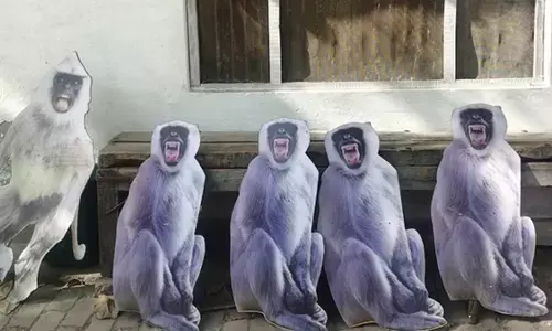 चोर बंदरों से राष्ट्रपति मुर्मू का चश्मा बचाने का जुगाड़, वृंदावन में लगेंगे लंगूरों के कटआउट