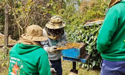 मणिपुर: तमेंगलोंग में शहद उत्पादन बढ़ाने की पहल, 100 से अधिक किसानों को प्रशिक्षण