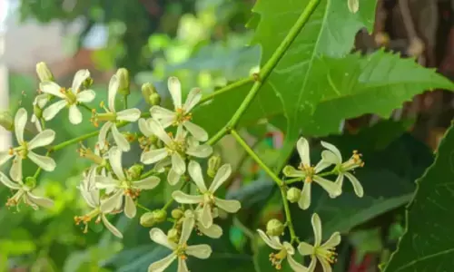 हीटवेव से अपच तक को दूर करने में कारगर, गर्मी में सेहत के लिए वरदान से कम नहीं नीम का फूल