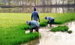 किसानों की टिकाऊ आजीविका की रक्षा को जलवायु बदलाव नियंत्रण से जोड़ रहा एक सार्थक प्रयास