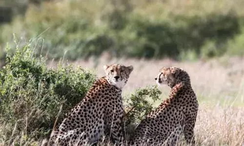 कूनो नेशनल पार्क से निकला चीता राजस्थान के गांव में पहुंचा, दहशत में ग्रामीण कूनो नेशनल पार्क से निकला चीता राजस्थान के गांव में पहुंचा, दहशत में ग्रामीण