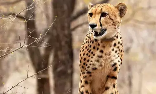 तीन साल की हुई भारत में जन्मी पहली चीता मुखी, सीएम ने जताई खुशी