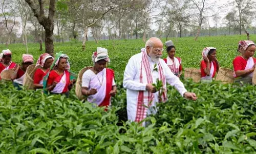 पीएम मोदी डिब्रूगढ़ में चाय बागान का किया दौरा, श्रमिकों के साथ चाय की पत्तियां तोड़ीं