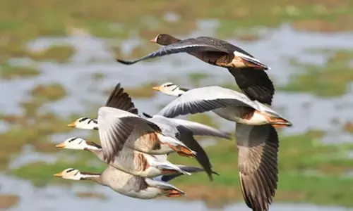 दिल्ली में वन्यजीव संरक्षण को मजबूती, 9 वाइल्डलाइफ इंस्पेक्टर होंगे तैनात