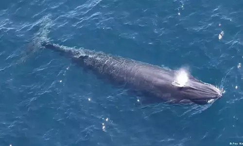 क्या एक दुर्लभ व्हेल प्रजाति को चुकानी होगी तेल-गैस की कीमत?