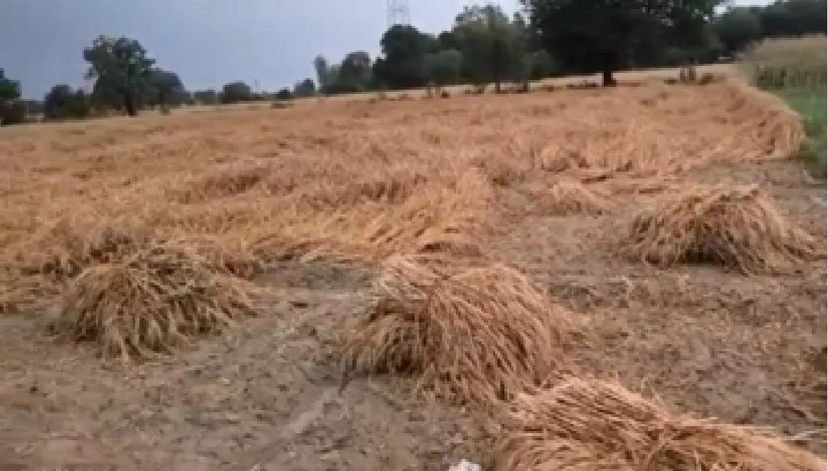 उत्तर से दक्षिण तक कहीं तेज बारिश तो कहीं ओले, किसानों पर बढ़ा खतरा; फसल खराब होने की संभावना उत्तर से दक्षिण तक कहीं तेज बारिश तो कहीं ओले, किसानों पर बढ़ा खतरा; फसल खराब होने की संभावना