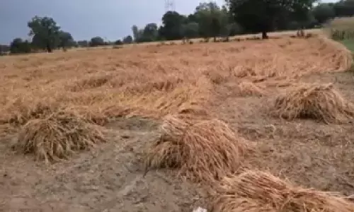 उत्तर से दक्षिण तक कहीं तेज बारिश तो कहीं ओले, किसानों पर बढ़ा खतरा; फसल खराब होने की संभावना