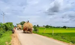 दिल्ली हाईकोर्ट का बड़ा फैसला, एफएसएसएआई को मवेशियों के चारे रेगुलेट करने का अधिकार नहीं दिल्ली हाईकोर्ट का बड़ा फैसला, एफएसएसएआई को मवेशियों के चारे रेगुलेट करने का अधिकार नहीं