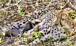 कूनो नेशनल पार्क में खुशखबरी: भारतीय मूल की चीता ‘गामिनी’ ने 4 शावकों को दिया जन्म कूनो नेशनल पार्क में खुशखबरी: भारतीय मूल की चीता ‘गामिनी’ ने 4 शावकों को दिया जन्म