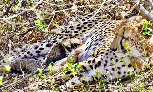 कूनो नेशनल पार्क में खुशखबरी: भारतीय मूल की चीता ‘गामिनी’ ने 4 शावकों को दिया जन्म कूनो नेशनल पार्क में खुशखबरी: भारतीय मूल की चीता ‘गामिनी’ ने 4 शावकों को दिया जन्म